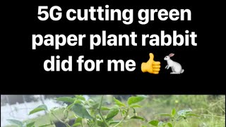 Green papers 5G cutting green paper gardening viralshorts trending foryou [upl. by Philippine]