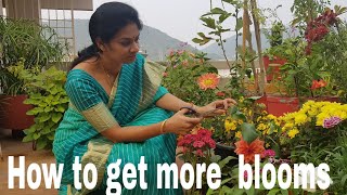 How to increase flowering in plantsపువ్వులు ఎక్కువ పూయాలంటే ఏం చెయ్యాల floweringtips gardening [upl. by Ilatan63]