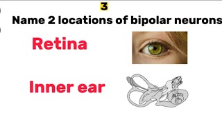 10 quiz questions on Nervous system Neuron II [upl. by Patterman743]