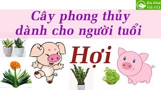 Cây phong thủy dành cho người tuổi Hợi [upl. by Bubalo]