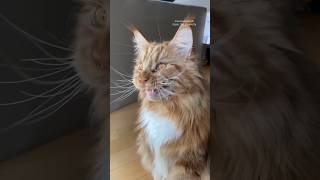 ekekekkekkek 🦁 gorgeous maine coon cat chirping [upl. by Chobot]