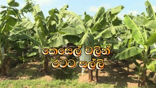 Mihikatha Dinuwo TV Program  කෙසෙල් වලින් රටට සල්ලි  2020 12 18  Krushi Tv [upl. by Eiramenna]