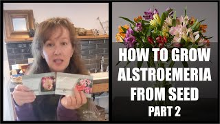 HOW TO GROW ALSTROEMERIA FROM SEEDS  PART 2 [upl. by Baptista]