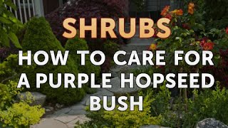 How to Care for a Purple Hopseed Bush [upl. by Anitsyrc256]