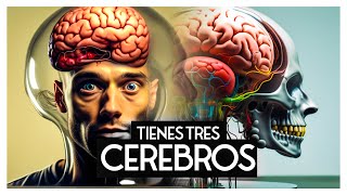 La hipótesis de los 3 CEREBROS 🧠🧠🧠 de Paul MacLean [upl. by Alpheus833]