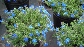 Plant Premiere Week 12 Lithodora Grace Ward 1 [upl. by Adachi118]