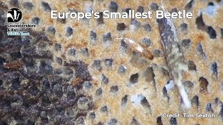 Smallest Beetle in Europe Discovered at Rutland Water [upl. by Grath725]