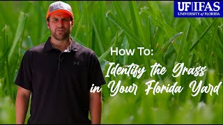 How To Identify the Grass in Your Florida Yard [upl. by Blandina934]