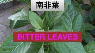 南非叶有降血压，保肝，抗癌作用。BENEFITS OF BITTER LEAVES [upl. by Assirt391]