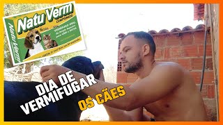 Dia de vermifugar os cães com natu verm [upl. by Aicenet]