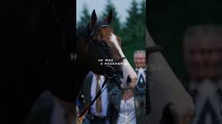 Edit for rockrider2011 shergar besthorse equestrian legend mystery sad [upl. by Thedric947]