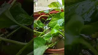 Multiplanar plant careytshorts plants gardening viralvideo [upl. by Naro]