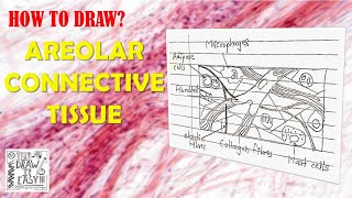 How to Draw Areolar Connective Tissue  Biology Diagrams Guide  Class 9  Class 11  Animal Tissues [upl. by Keviv387]