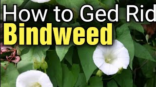 Ultimate Guide Eliminate Bindweed Fast and Effectively  Top Tips for a WeedFree Garden [upl. by Aicirtel]