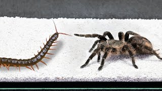 EPIC BATTLE Big Spider vs Centipede [upl. by Nikolas890]