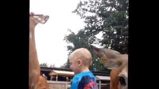 Stupid poop head donkey video [upl. by Artinad]