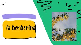 Beneficios de la Berberina para la Salud [upl. by Rosenkranz882]