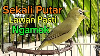 CIAK CIAK JOSS PANCINGAN KECIAL MALAS BUNYI PASTI CEPAT DIRESPON [upl. by Yemar]