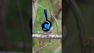 Male Fairy Wren during morning golden hour sydney australia 📷🇦🇺 [upl. by Arev707]