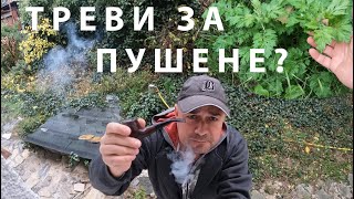 ТРЕВИ ЗА ПУШЕНЕ GRASSES TO SMOKE herbs foraging билки plants herbalism [upl. by Chucho50]