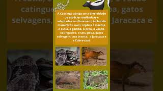 Fauna da Caatinga [upl. by Derayne]