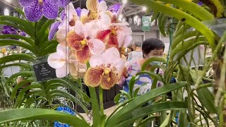 Giant Vanda Sanderiana at the Asia Pacific Orchid Conference 2023 in Singapore [upl. by Kass]