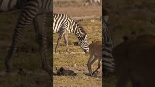 Oxpeckers on Reedbuck shorts kenyawildlife [upl. by Eissat301]