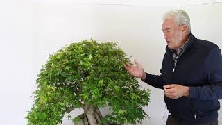 Creating ramification on a Bonsai Hedge pruning [upl. by Nnaes650]