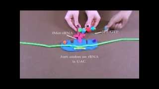 Detailed Description of Protein Translation [upl. by Holihs]