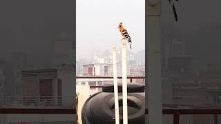 eurasian hoopoe bird explore bird sound unique creatures shorts [upl. by Anauqal581]