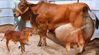 Highest Milking Sahiwal Cow Breed 3940 Kg Milk Record  Sahiwal Cattle Farm Jehangirabad Khanewal [upl. by Merl]