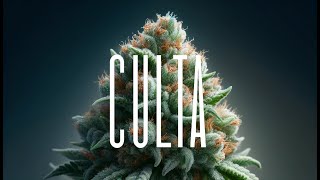 Inside CULTA Maryland’s Cannabis Pioneers  Exclusive BehindtheScenes Tour 🌿🔥 [upl. by Ahsikyw]