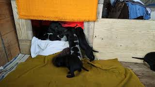 Deutsch Kurzhaar German Shorthaired Pointer Dog Vorstehhund Jagdhund Hunde Welpen Puppies Junge [upl. by Triplett]