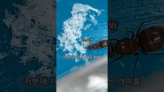 여왕개미 키우기 4탄 개미 키우기 여왕 [upl. by Anitsyrc]