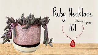 Ruby Necklace 101┃Othonna Capensis [upl. by Wilscam527]