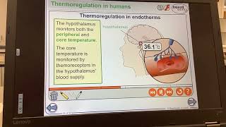 KS5ALEVELBIOLOGYHomeostasisThermoregulation in endotherms too cold [upl. by Ailil]