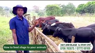 How to fatten bulls with silage on simple feedlot [upl. by Eisenstark651]