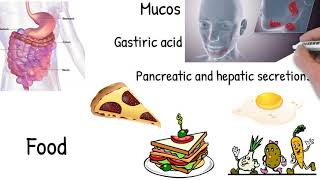 Malabsorption  Simply explained symptoms causes treatment [upl. by Asilehc]