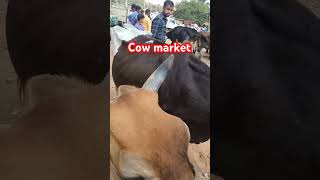 Cow Bazar Tukkuguda📌hydcow bulls [upl. by Carlina]