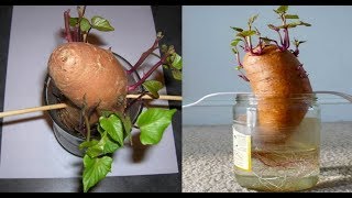 COMO PLANTA BATATA INGLESA EM VASO [upl. by Trilley]