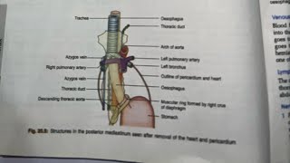 Azygous vein  Anatomy  Simple and easy [upl. by Arbuckle]