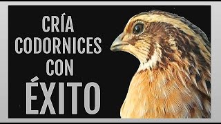 Cómo criar codornices con éxito en casa [upl. by Demott]