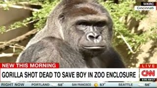 Endangered Gorilla Shot And Killed At Cincinnati Zoo After Child Enters Environment [upl. by Heilner]