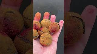 CARP FISHING BOILIES shorts [upl. by Anuahsat]