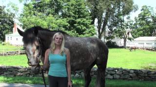 Orchard Hill Equestrian Center Tour [upl. by Robena66]