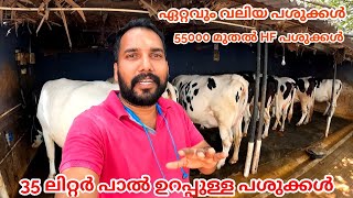 55000 രൂപക്ക് HF പശു 35 ലിറ്റർ പാൽ ഉറപ്പോടെ വാങ്ങാവുന്ന പശുക്കൾ [upl. by Kcod319]