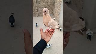 Pela Young Fighter Pigeon youtube birds viral shorts kabutar pigeons love whatsapp [upl. by Kwok]