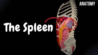 The Spleen Structures Function Topography Coverings and Ligaments  Anatomy [upl. by Mersey728]