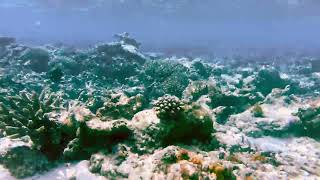 1170 Maldives snorkeling Picnic island maldives snorkeling [upl. by Hbaruas]