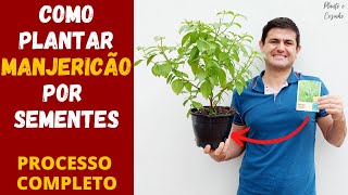 COMO PLANTAR MANJERICÃO EM VASO POR SEMENTE ELE GOSTA DE SOL OU SOMBRA COMO CUIDAR DA PLANTA Ep166 [upl. by Noxaj]